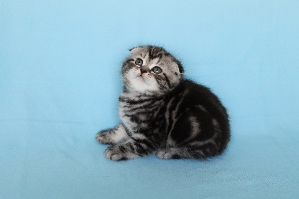 Котята скоттиш фолд мраморные