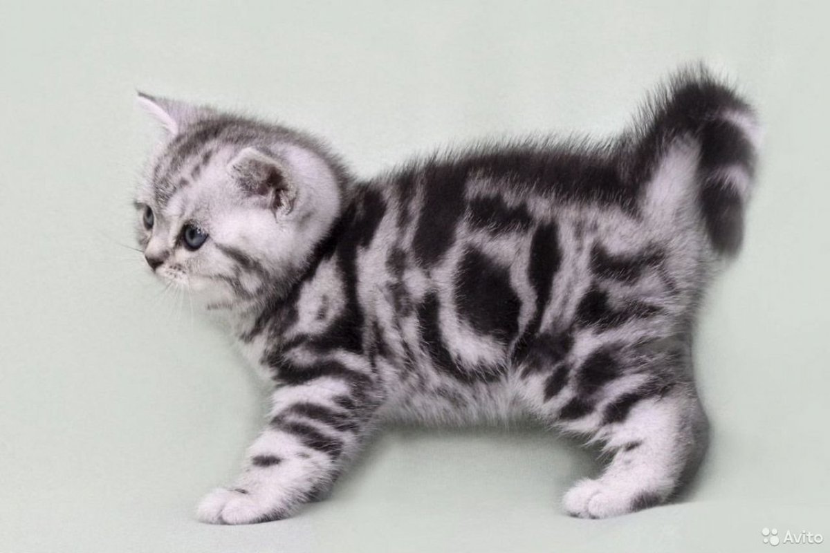 Вислоухий шотландец полосатый