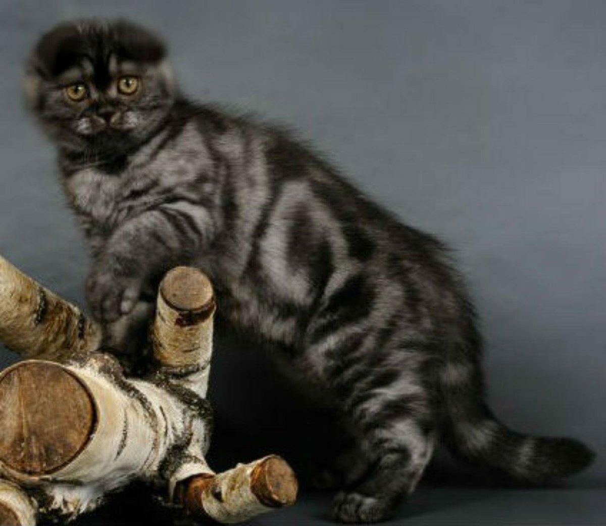 Дымчатые мраморный британец