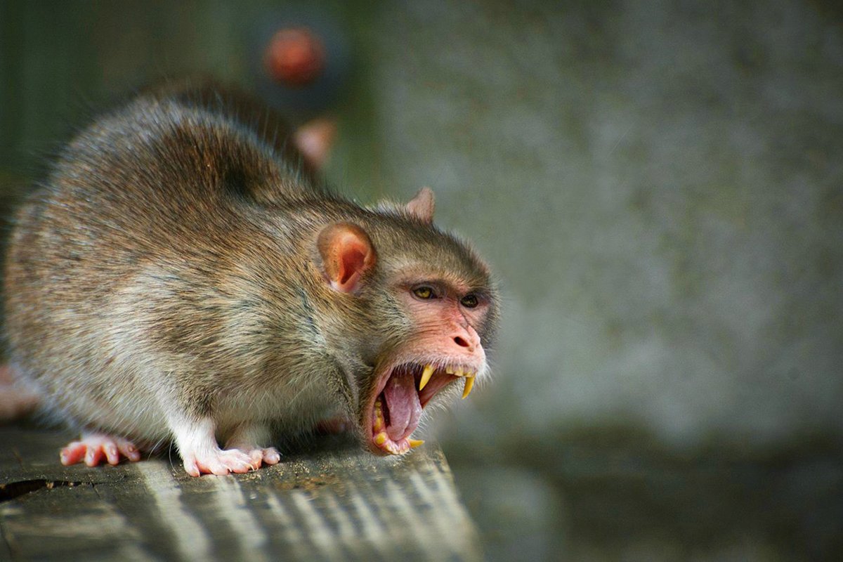 Гибриды грызунов