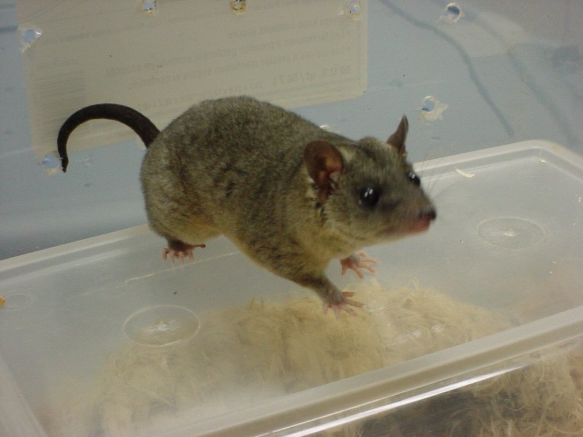 Мемы про мышку компьютерную