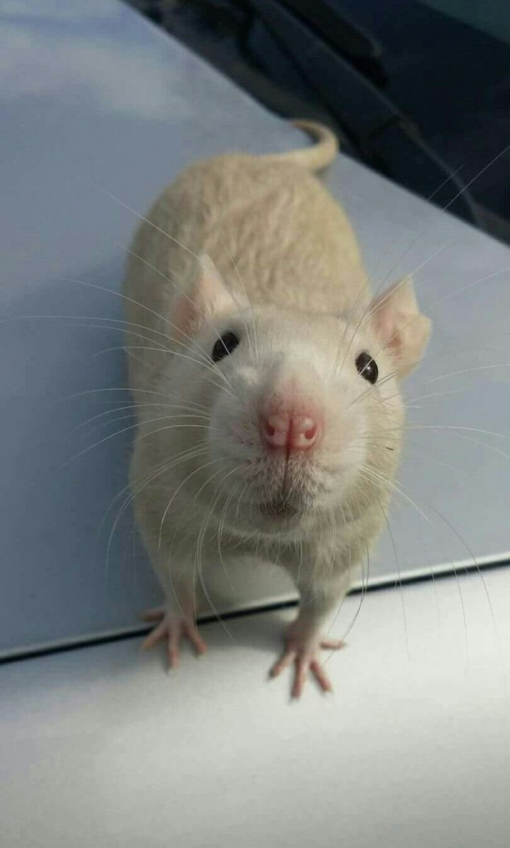 Хомячковая крыса