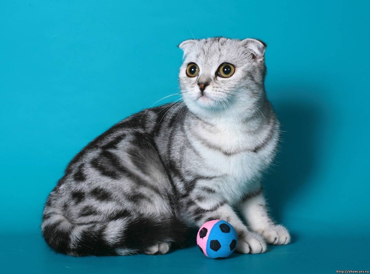 Шотландский кот вислоухий мраморный вискас