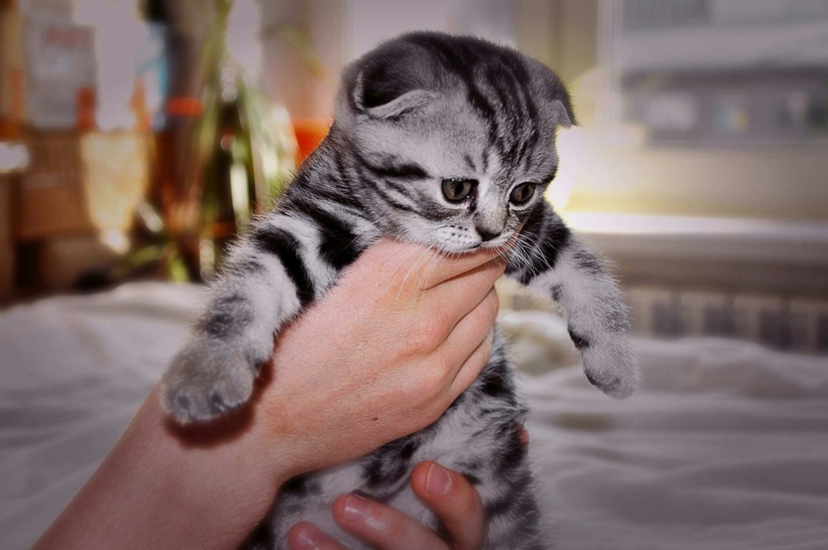 Шотландский скоттиш фолд мраморный