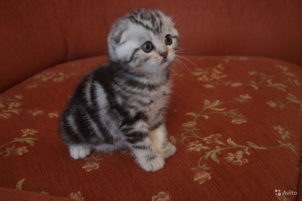 Шведский вислоухий кот