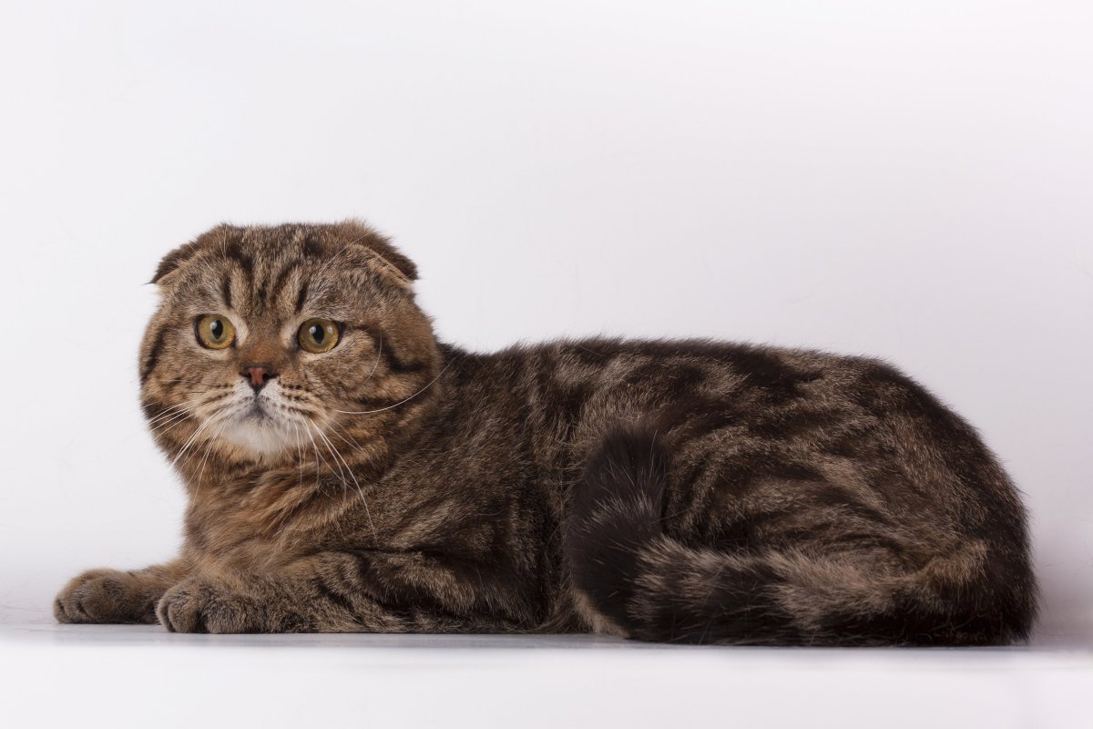 Шотландский скоттиш фолд мраморный