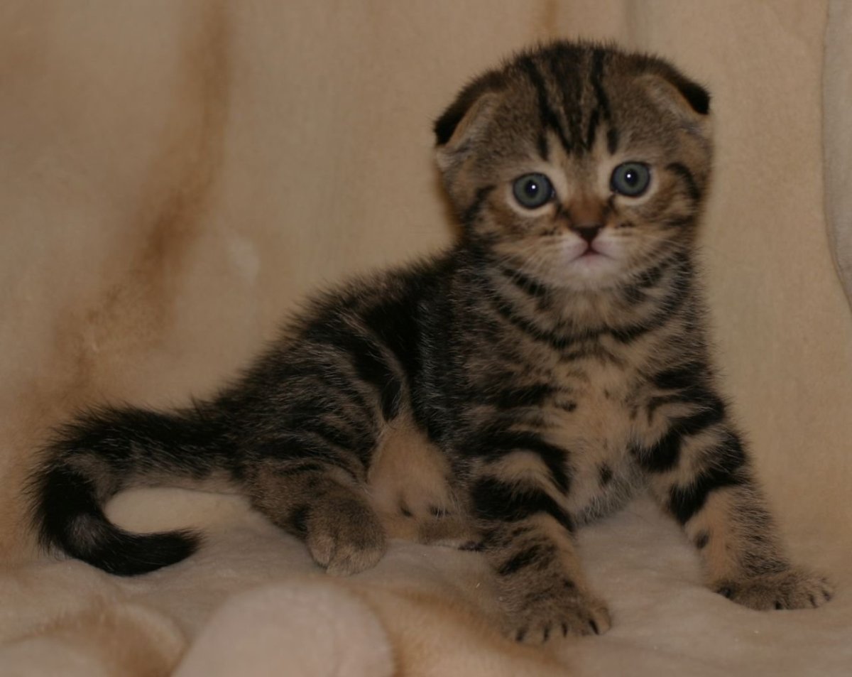 Шотландская кошка прямоухая мраморная черепаховая