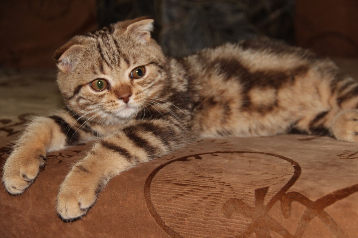 Шотландская вислоухая табби Браун