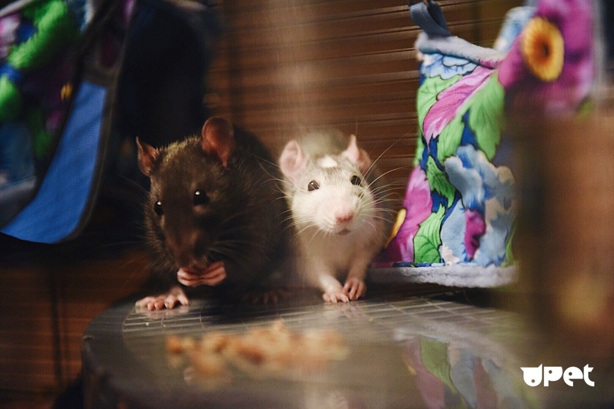 Смесь с крысой животные