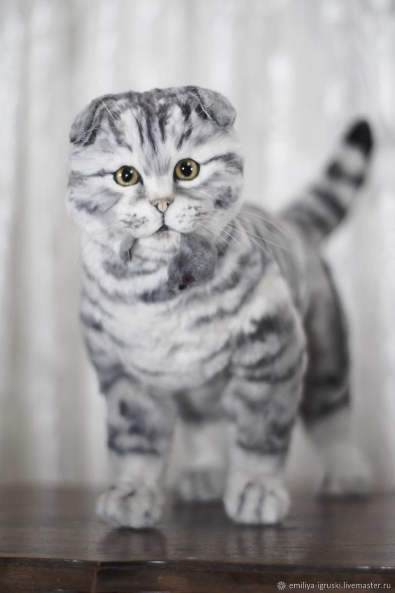 Окрас ns22 Шотландская