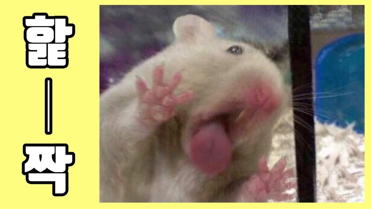 Четыре крысы