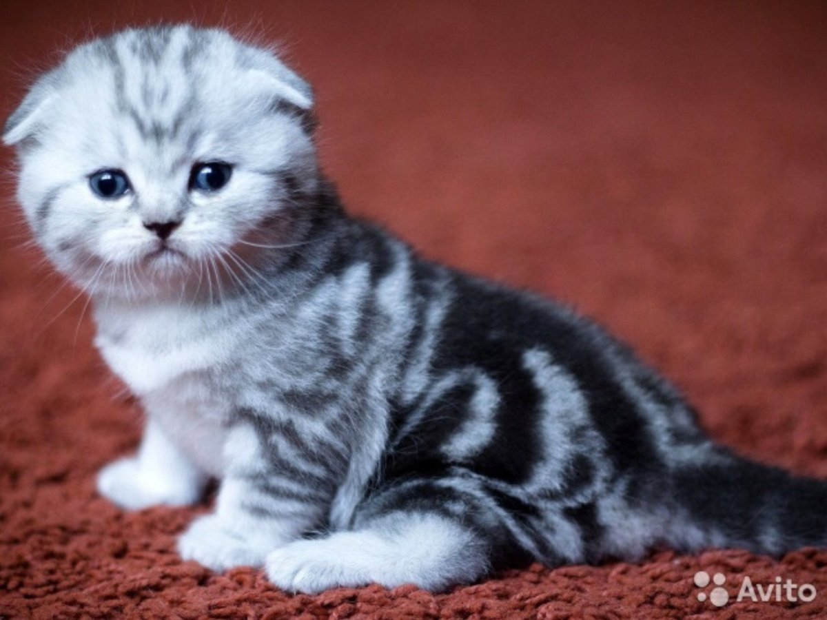 Шотландская вислоухая кошка