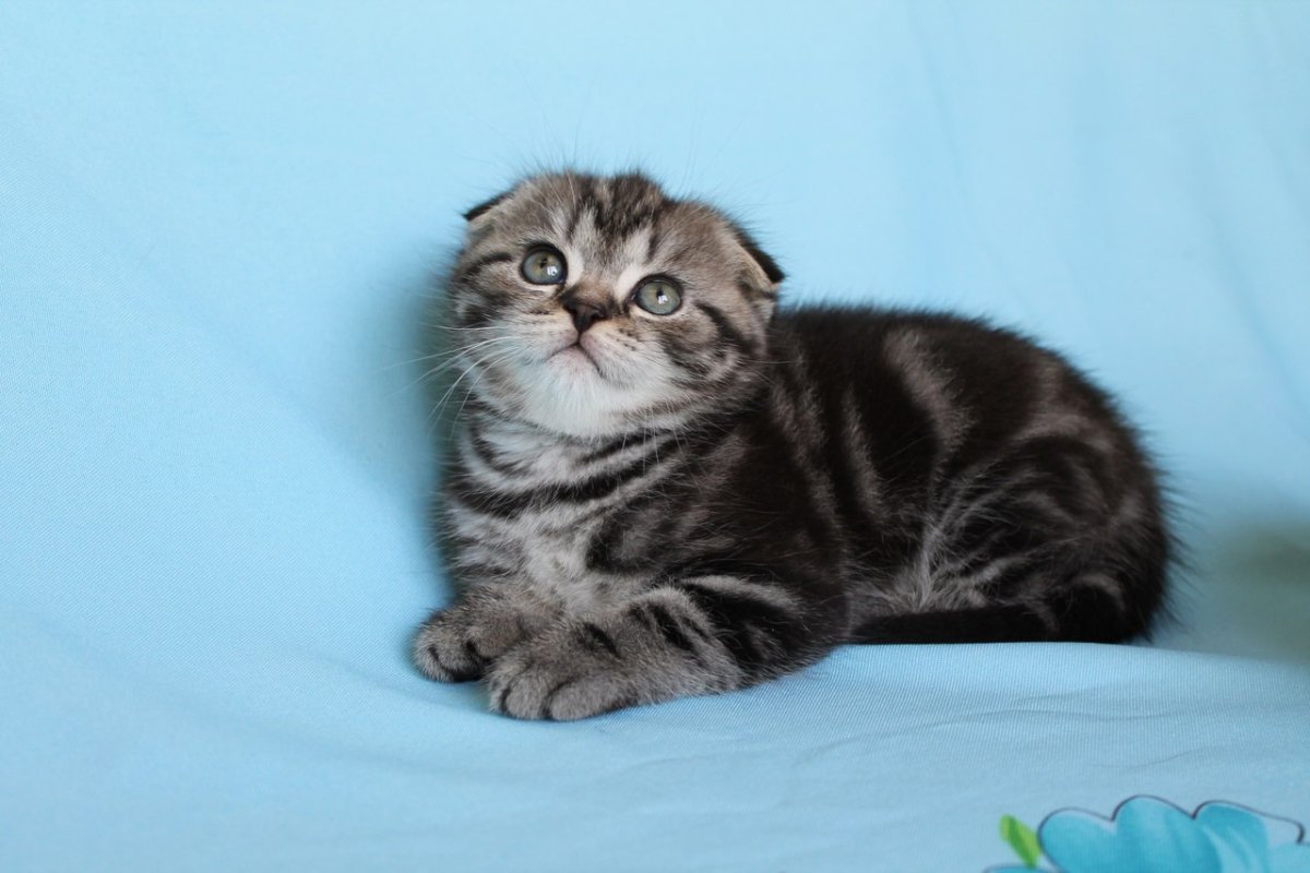 Шотландская вислоухая полосатая