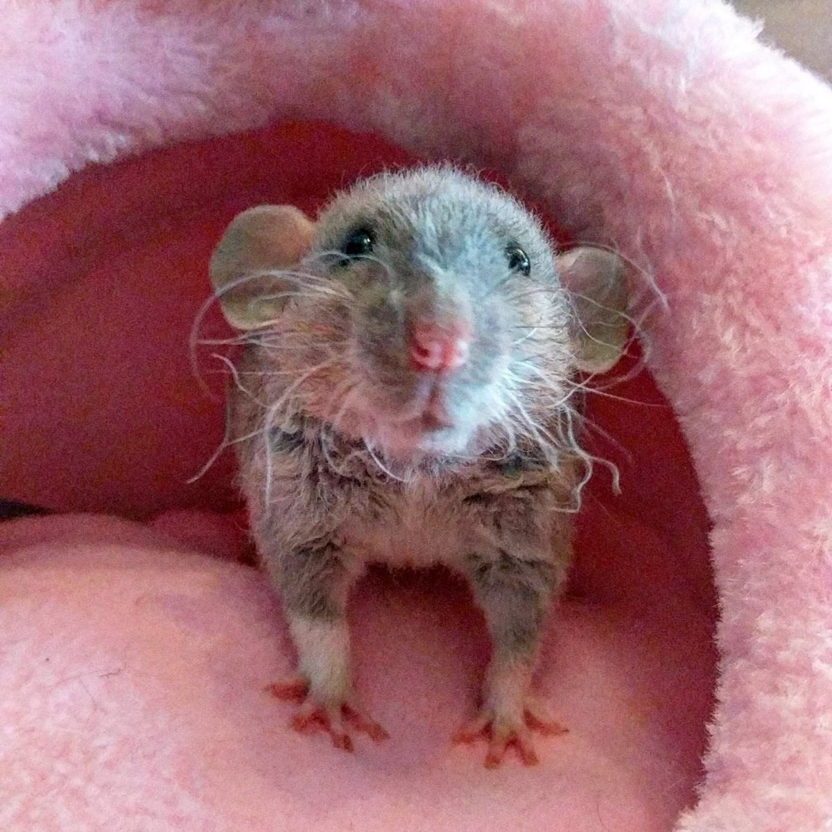 Крыса метис Дамбо