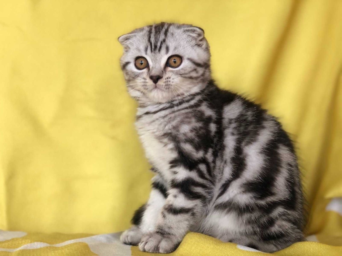 Купить котёнка скоттиш страйт в Ишиме