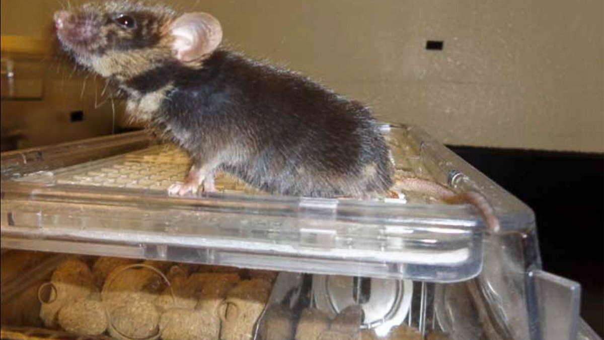 Гибрид крысы и хомяка