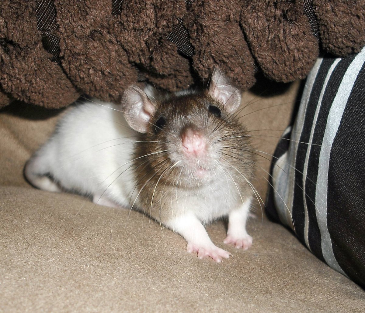 Крыса и хомяк