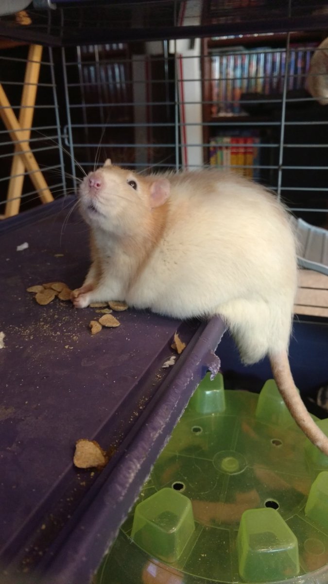 Крысы Дамбо Детеныши