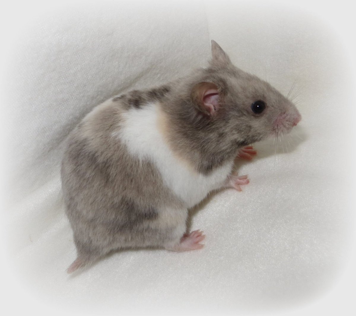 Морская крыса