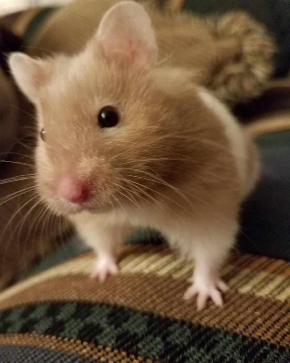 Хомячковая крыса