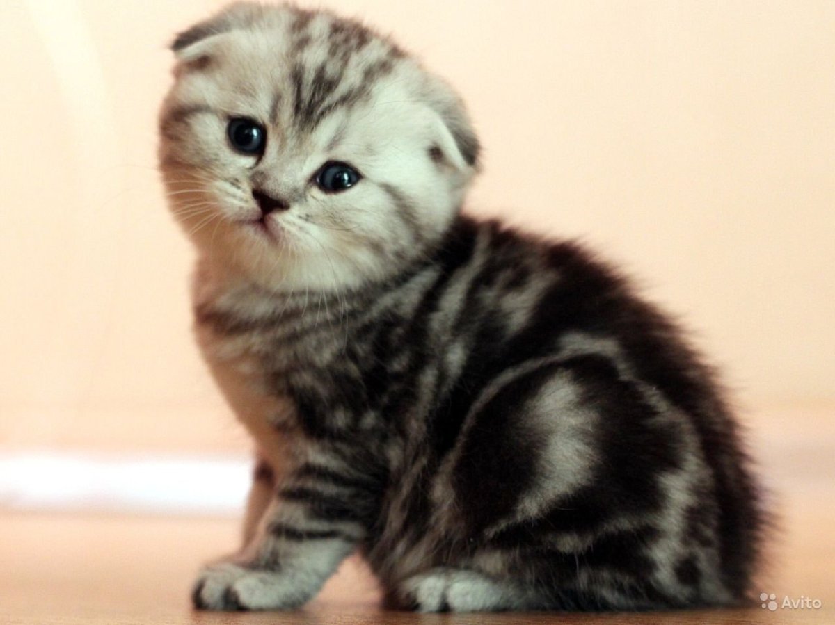 Скоттиш-фолд Шотландская вислоухая черная