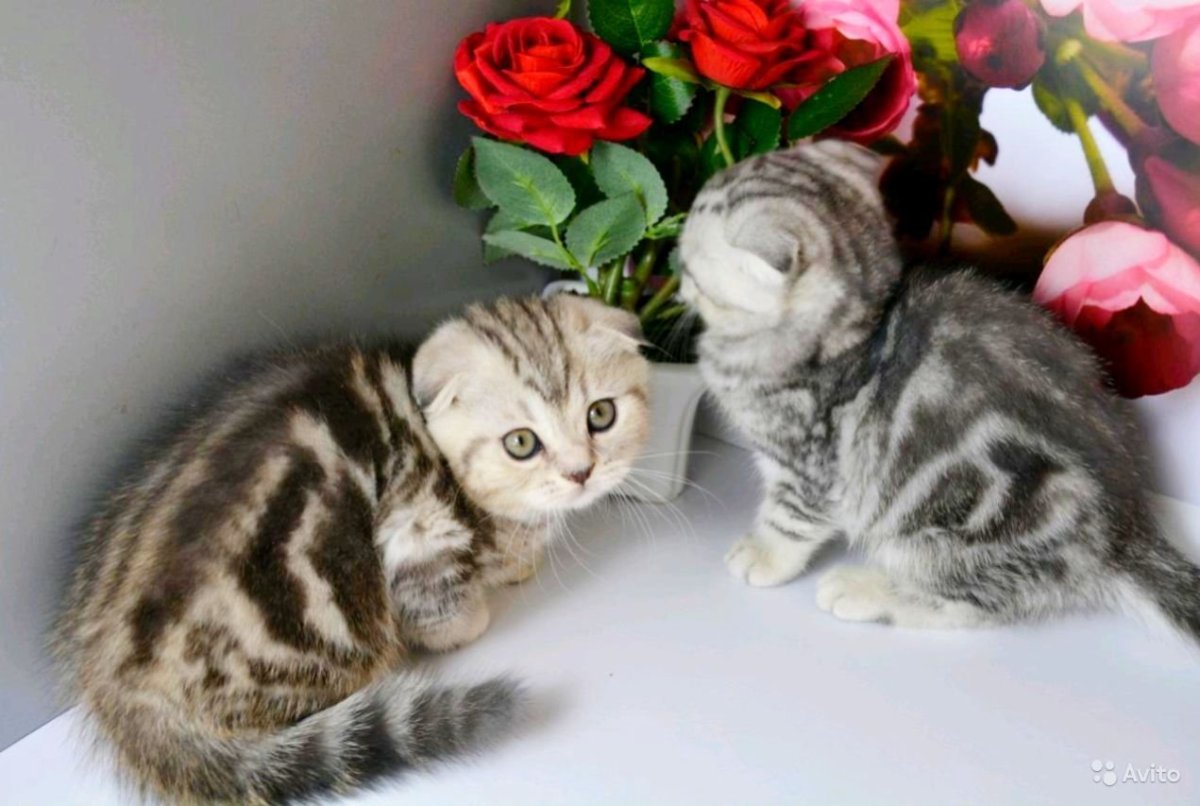 Шотландская вислоухая кошка мраморный табби