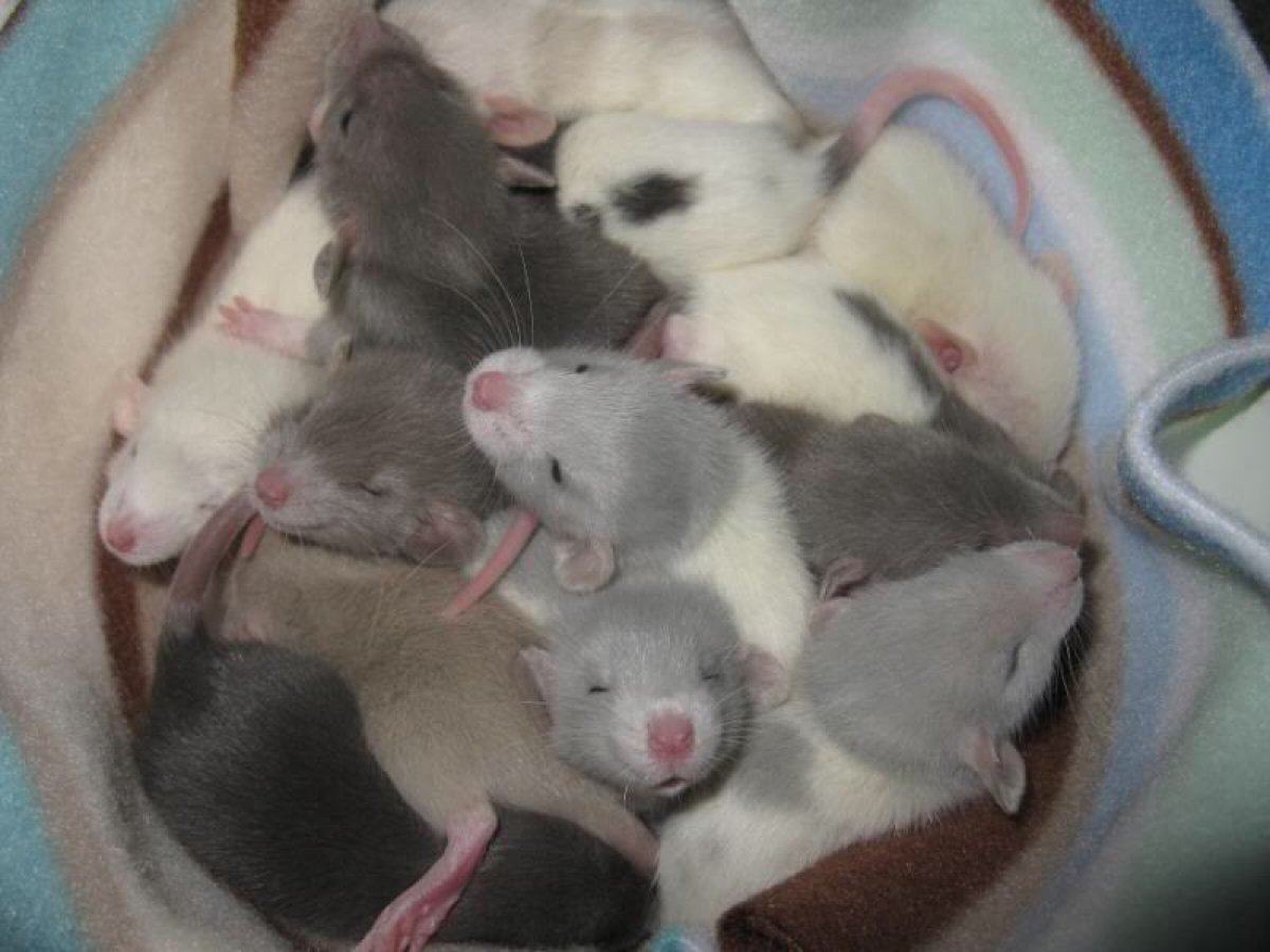 Английские имена животных хомяк