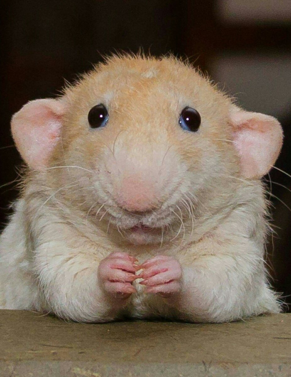 Крысоподобный хомяк