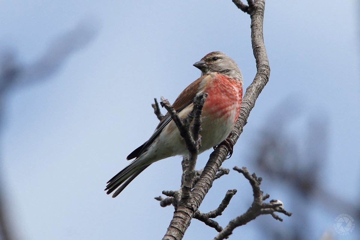 Розовый танагровый певун / Cardellina versicolor