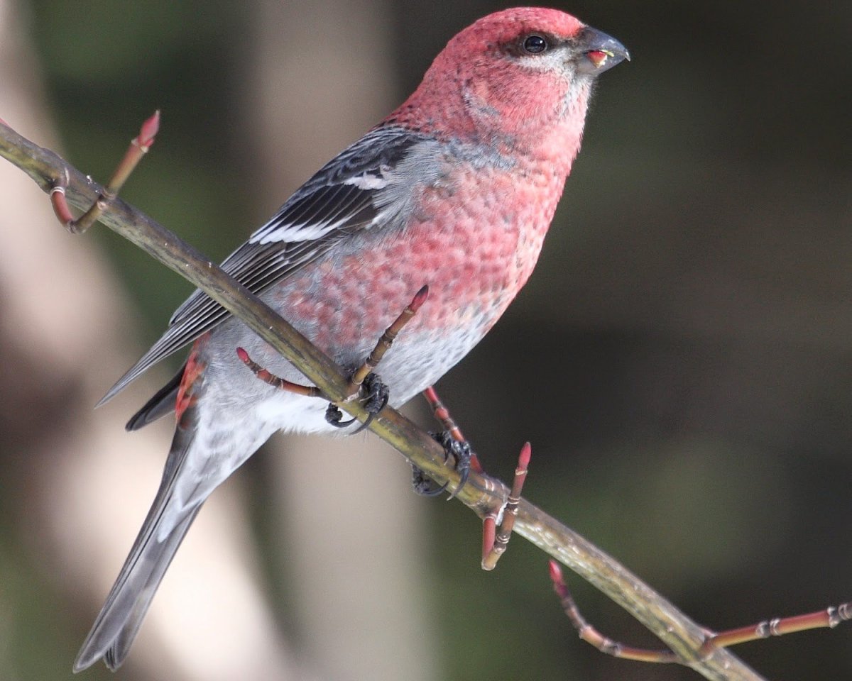 Клест и Снегирь