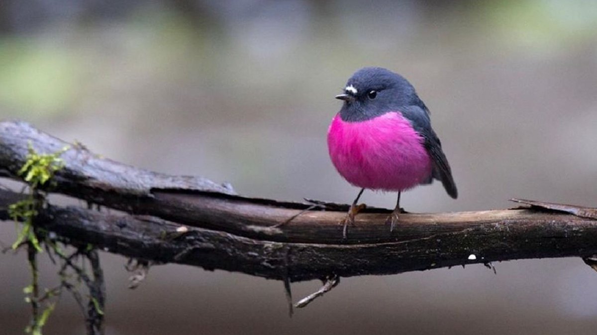 Малиновый Зяблик