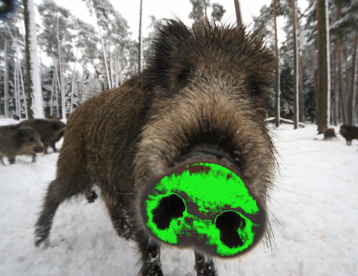 Топ пять смешных Кабанов