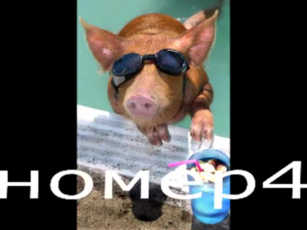 Смешные свиньи