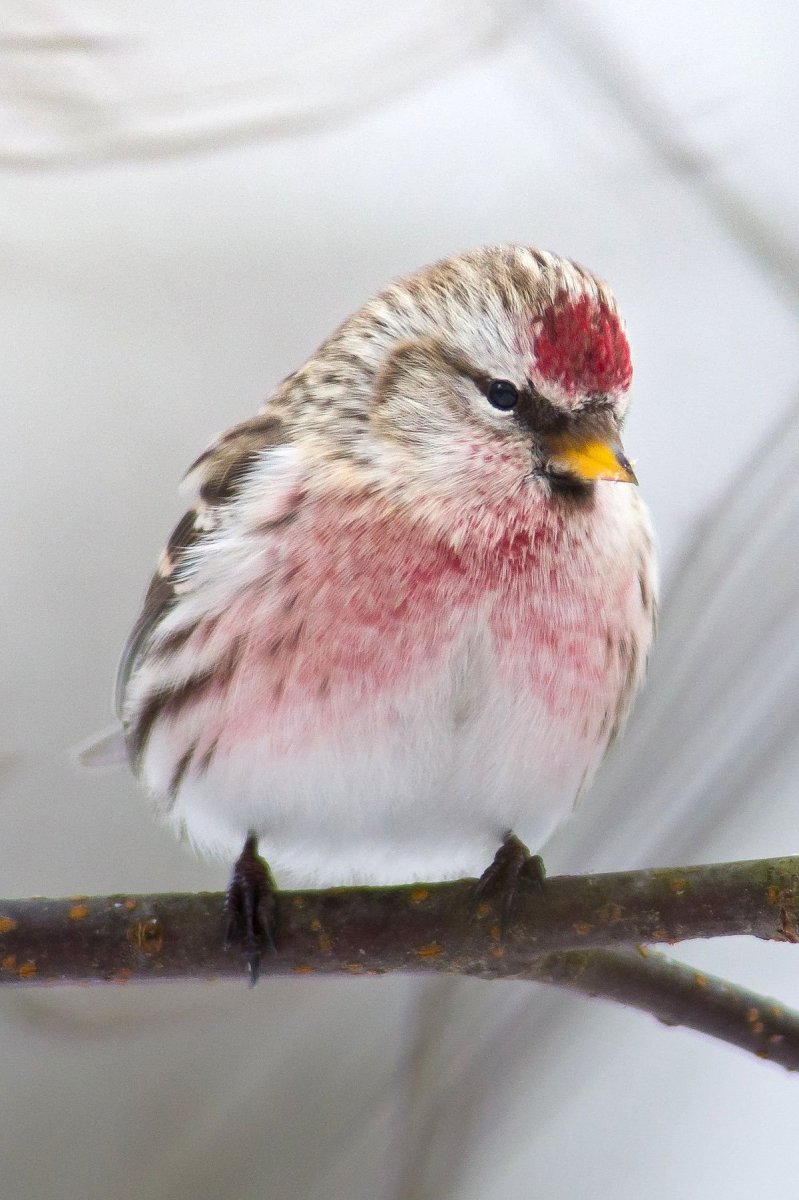 Щур птица зимой