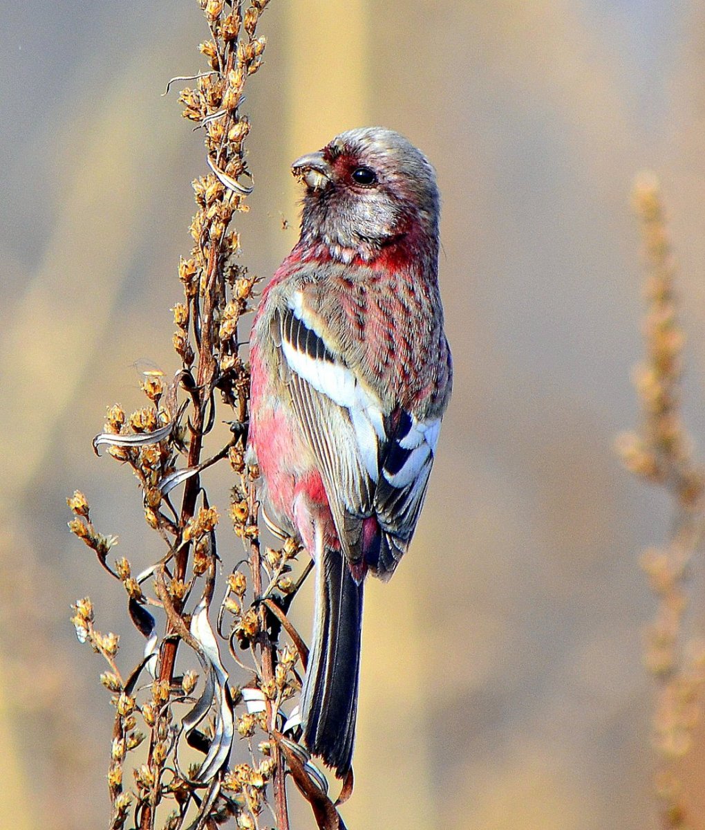 Малиновогрудая петроичка
