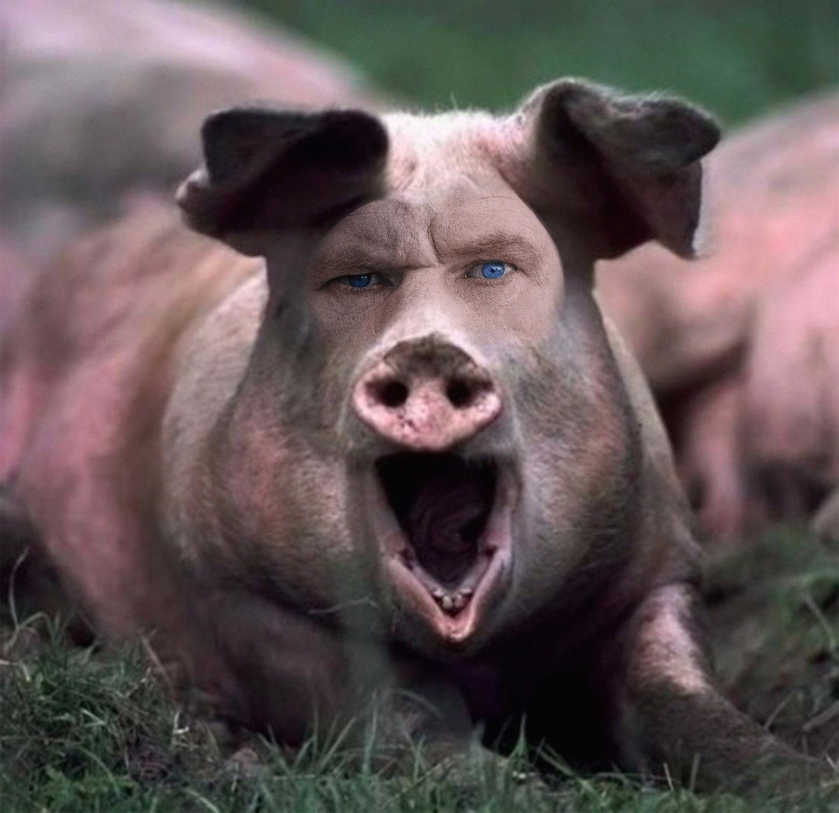 Свинья смеется