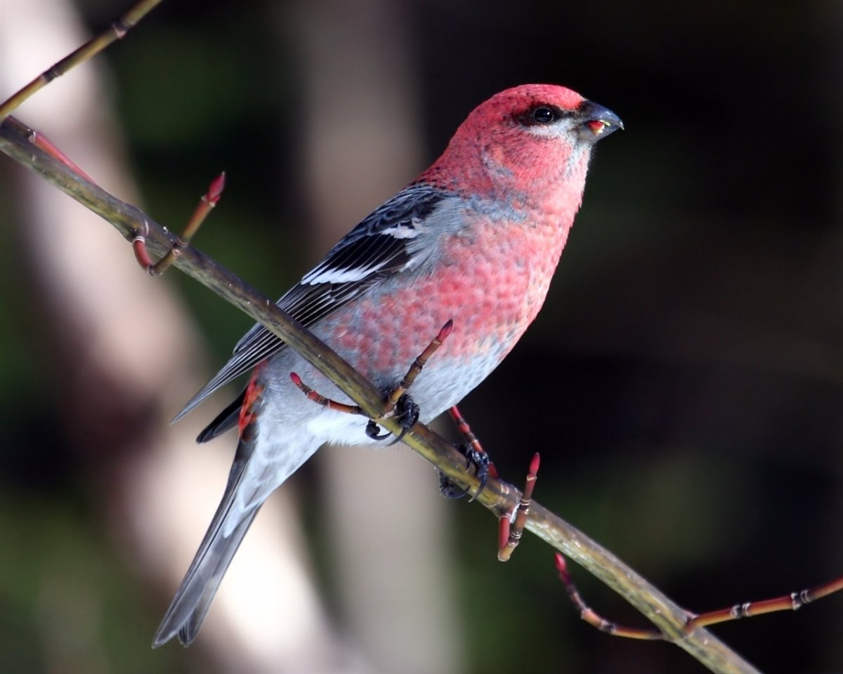 Чечётка птица