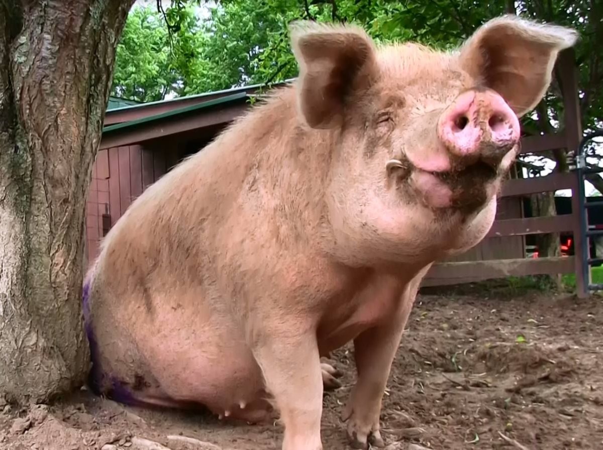 Селфи свиньи