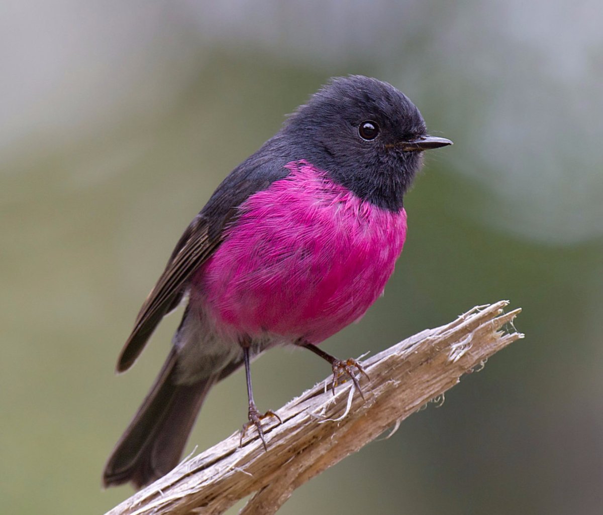 Маорийская петроика