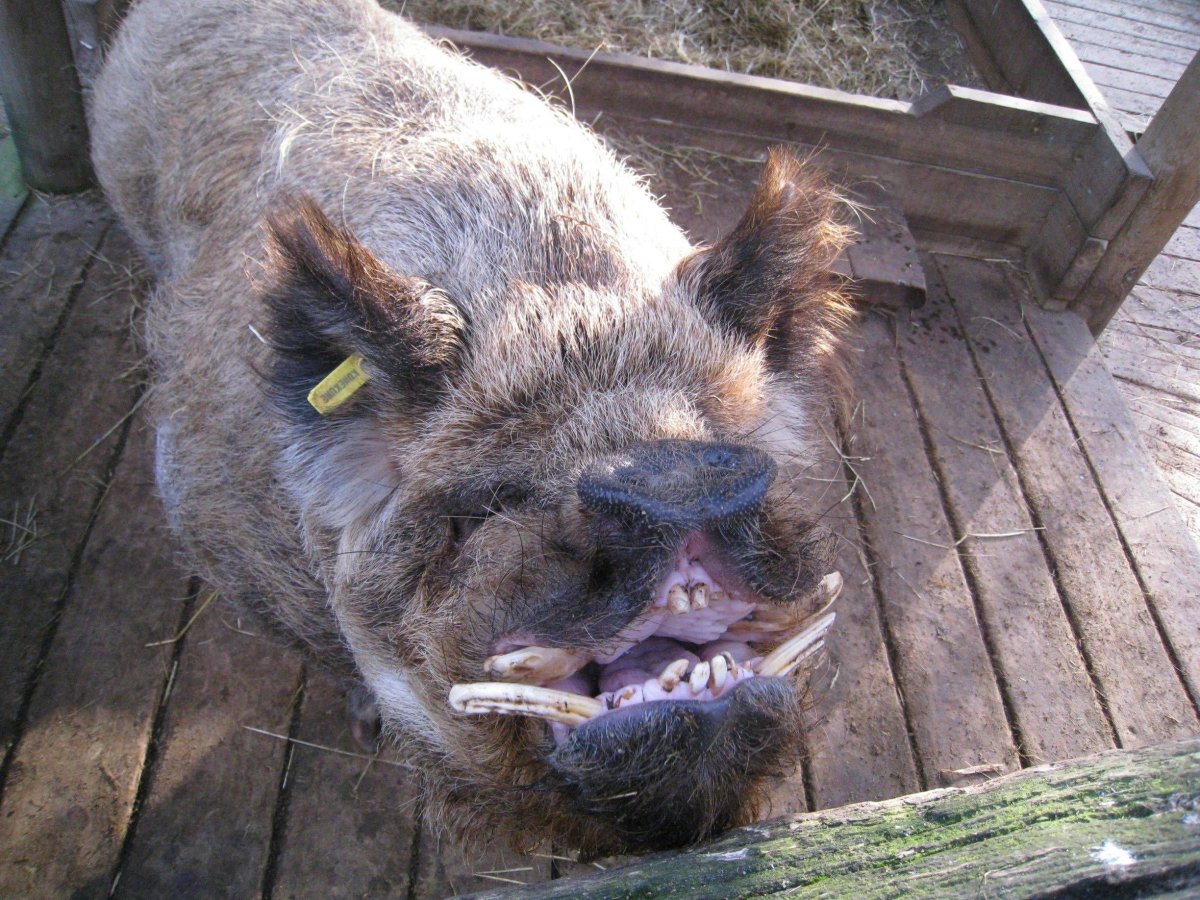 Селфи свиньи