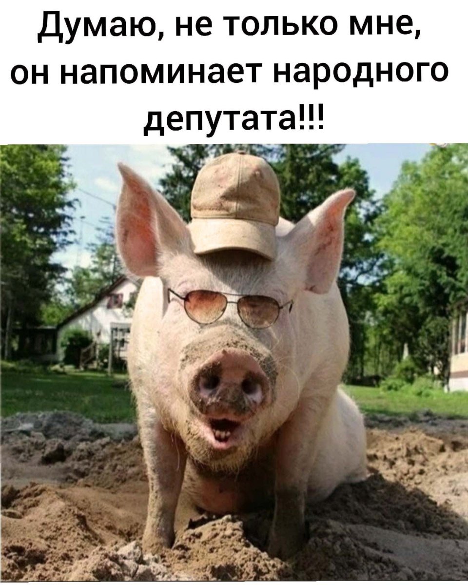 Улыбка свиньи