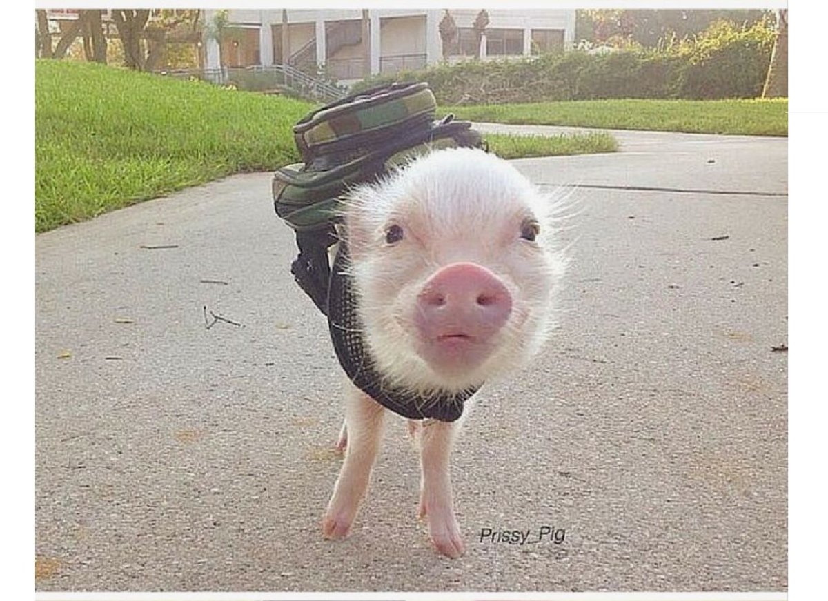 Поросенок с сигаретой