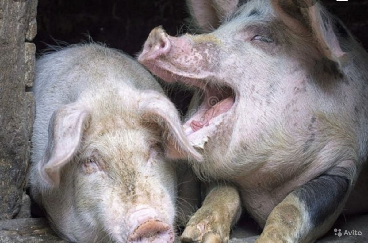 Веселая Свинка