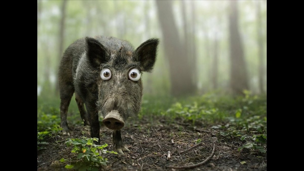 Кабан зимой