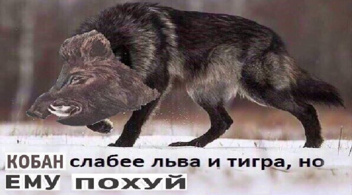 Прикольные свиньи