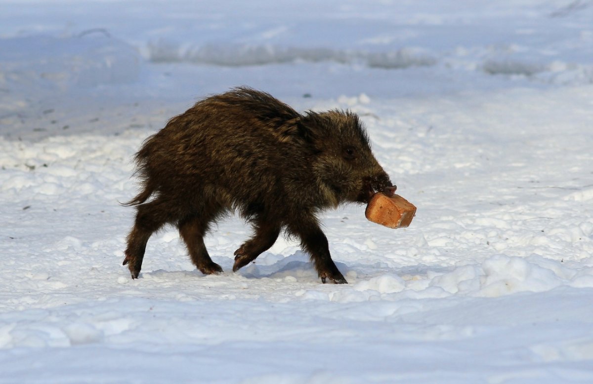 Свинья зимой