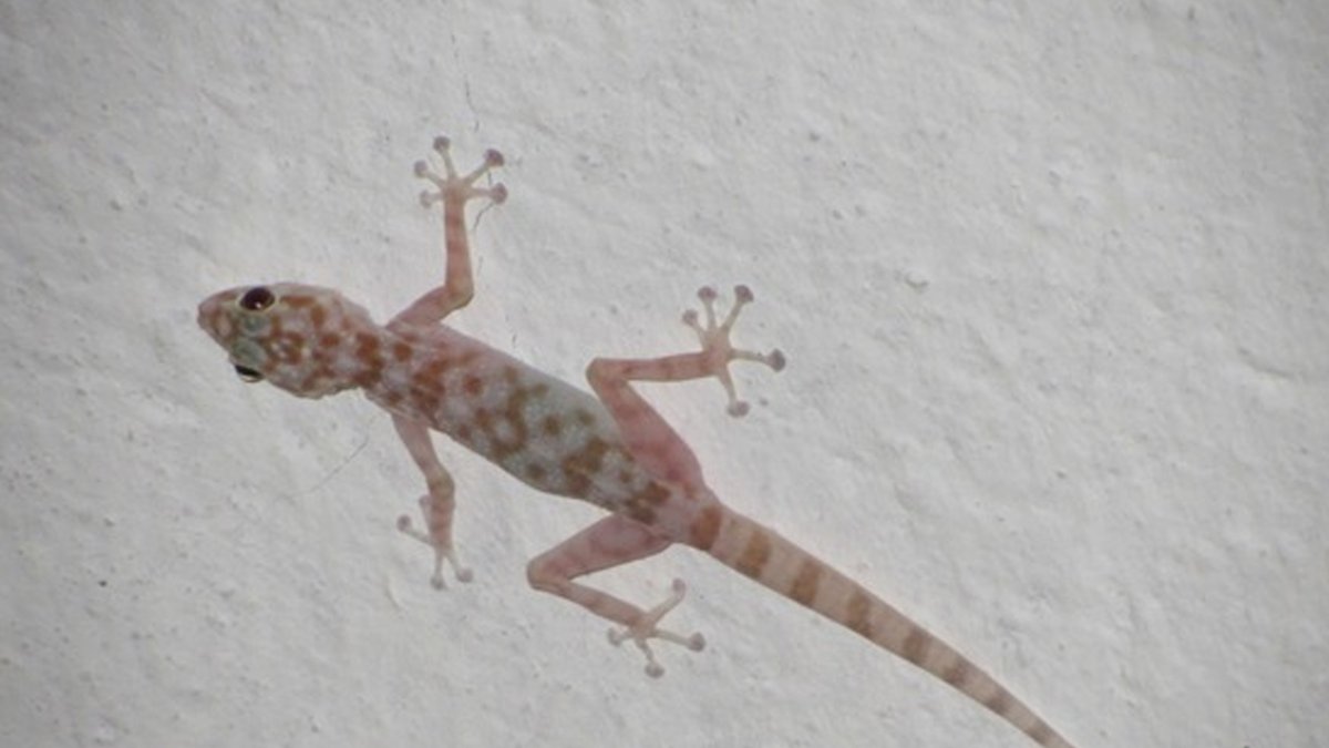 Ящерицы в Шарм Эль Шейхе