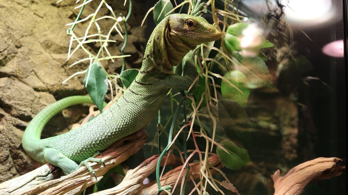 Комодо ящерица игуана