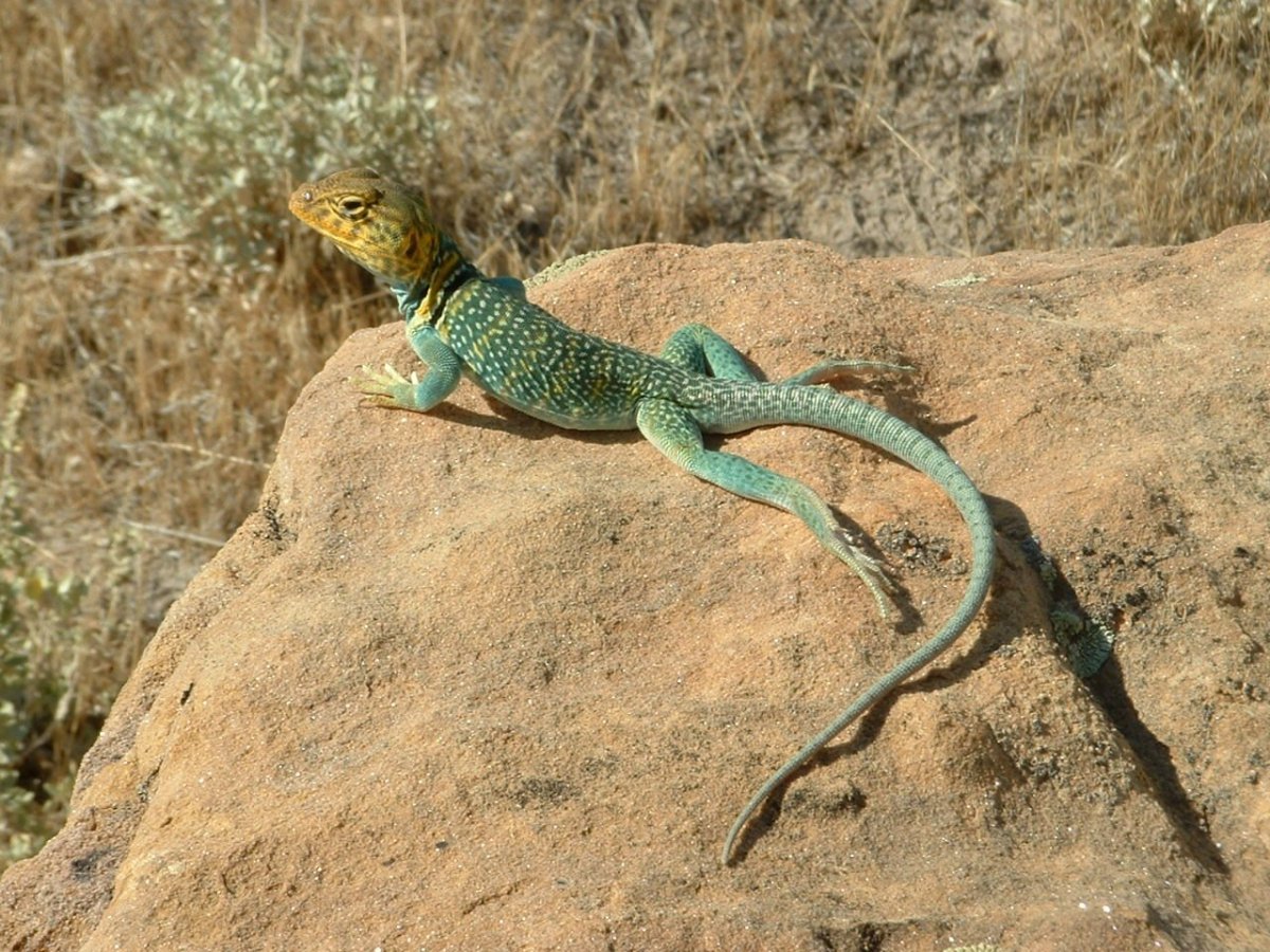 Ящерица в Египте геккон