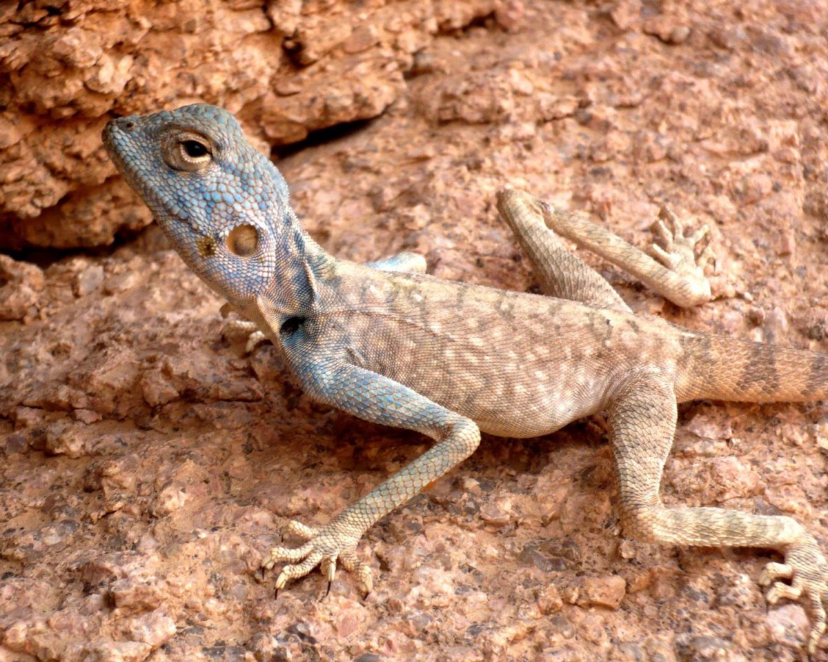 Синайская агама